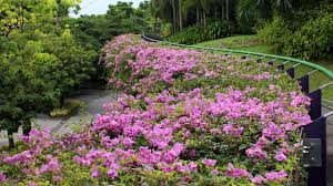 Image result for Bougainvillea sp. cultivar