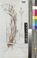 Image result for Eragrostis gangetica