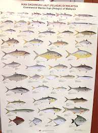 Maybe you would like to learn more about one of these? Jenis2 Ikan Laut Malaysia