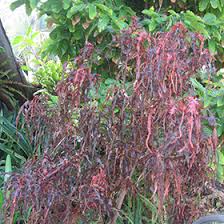 Image result for Acalypha ambigua