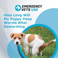 Whether you've adopted a puppy or an older dog, you can use the information below as a basic guide and timeline for vaccinations and deworming. How Long Will My Puppy Poop Worms After Deworming