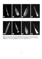 Image result for Macledium zeyheri