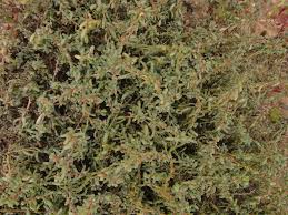 Image result for Suaeda vermiculata
