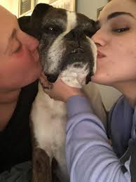 What are the levels of trachea collapse in dogs?