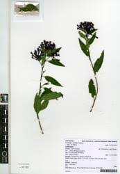 Image result for Cestrum × cultum