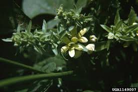 Image result for Alectra vogelii