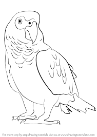Easy Flying Bird Drawing For Kids How To Draw An African Grey Parrot Step By Step Learn Drawing By This Tutorial For Kids And Adults Parrot Drawing Parrot Painting African Grey Parrot