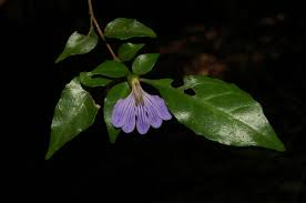 Image result for Sclerochiton apiculatus