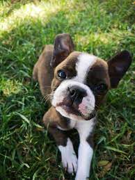 Large dog breed puppies grow and mature much more slowly than small and toy dog breeds. Boston Terrier Breeders In The United States And Canada Boston Terrier Society