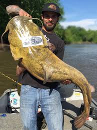 angler ties his own flathead catfish record star tribune