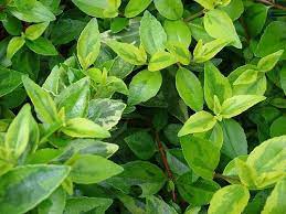 Check spelling or type a new query. Linnaea X Grandiflora Glossy Abelia North Carolina Extension Gardener Plant Toolbox