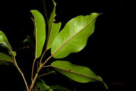 Image result for Ficus sansibarica