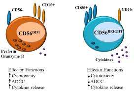 Ijms Free Full Text Natural Killer Cell Dysfunction And Its Role In Covid 19 Html