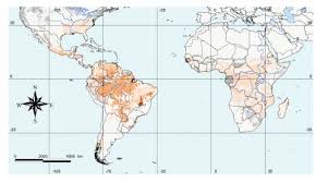 Image result for Oreobambos buchwaldii