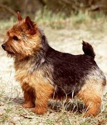 The norwich terrier is a breed of dog originating in the united kingdom, and was bred to hunt small rodents. Pin By Koby Aphaygarath On Animals Norwich Terrier Terrier Breeds Dog Breeds