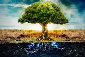 Study Finds Trees Have Feelings Make Friends And Look After Each Other Like An Old Couple Mystical Raven Wild Nature Nature Landscape Trees