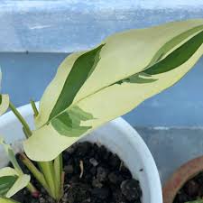 Image result for Maranta arundinacea