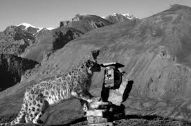 India Ambitious Plan To Estimate Snow Leopard Population Snow Leopard Trust Basis of snow leopard signs in snow leopard. ambitious plan to estimate snow leopard