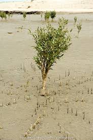 Image result for Avicenniaceae