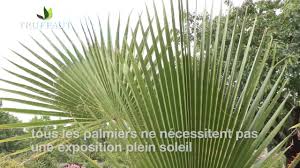 Quand et comment planter un palmier ? Palmier D Exterieur Conseils Et Astuces Truffaut