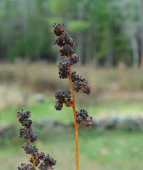 Image result for Chenopodium opulifolium