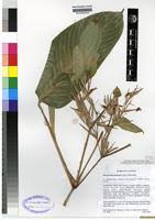 Image result for Marantochloa purpurea