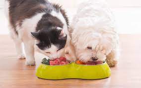 Whole pet central is a regional chain of pet stores in rockville and columbia maryland, as well as in northern virginia. Top Pet Shops In Abu Dhabi Petshop Pet Shack More Mybayut