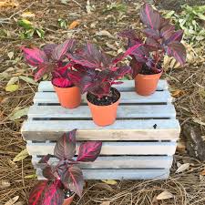 Image result for Iresine herbstii