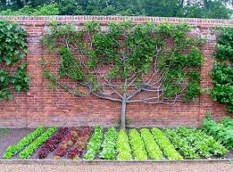 45 Affordable Diy Design Ideas For A Vegetable Garden My Desired Home Fruit Trees Garden Design Fruit Tree Garden Tree Garden Design