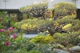 James irvine japanese garden, los angeles overview. James Irvine Japanese Garden At Jaccc Garden Layout