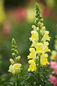 Coming Into Flower Snapdragon Flowers Plants Yellow Flowers