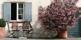 Wie können sie den oleander schneiden? Tipps Zur Pflege Oleander Braucht Viel Sonne Und Dunger Kolnische Rundschau