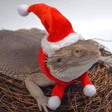 The behaviour of a bearded dragon can be quite interesting at times, but other times they can be cute or funny. Bearded Dragon Lizard Santa Hat Xmas Cosplay Costume Reptile Apparel Party Role Play Fancy Dressing Up Clothes Walmart Com Walmart Com
