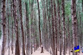 Keindahan pantai kelantan bisa anda nikmati dengan mengunjungi pantai irama. Seakan Nami Island Di Korea Pantai Senok Menjadi Tarikan Di Kota Bharu Kelantan