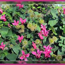 Maybe you would like to learn more about one of these? Clematis Texensis Princess Diana Pflanzen Kaufen Online