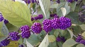 Mahonia, of the oriental kind e.g. Beautyberry Shrub Info Tips For Growing American Beautyberries
