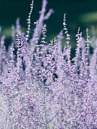 Check spelling or type a new query. 15 Best Deer Resistant Plants For The South Better Homes Gardens