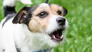 Chewy's new pet owner guide is a great resource to help you evaluate your options and find the best supplies for your precious pet. How To Get Your Dog To Stop Barking The Humane Society Of The United States