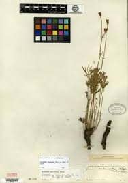 Image result for Geranium mlanjense