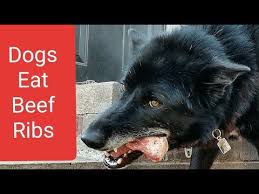 This Is What Happens When You Feed Beef Ribs To Dogs Youtube