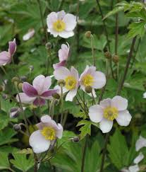 12 Robuste Stauden Fur Den Garten Garten Garten Pflanzen Und Stauden