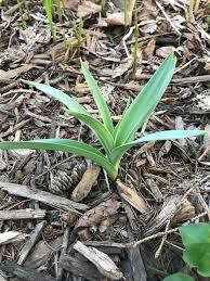 Mar 29, 2019 · transfer the bulb to a paper bag or a pot filled with peat moss. Chuck Does Art Identifying Bulbs Growing In Early Spring By Shoots