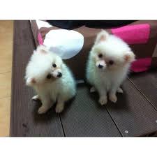 White Teacup Pomeranian Puppies For Sale Singapore Classifieds
