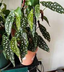 Image result for Brownleea maculata