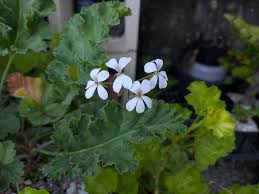 Image result for Pelargonium alchemilloides