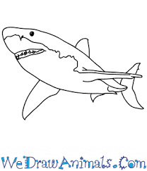 Maybe you would like to learn more about one of these? How To Draw A Realistic Shark