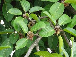 Image result for Ficus lutea
