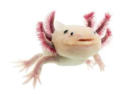 Bildergebnis für axolotl