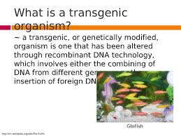 A transgenic organism may result when foreign dna is inserted into the nucleus of a fertilized embryo. Thejoyfullife Nadine A Transgenic Organism Is Genetic Engineering Notes Biology Mrs Mccomas Transgenic Organisms Contain Foreign Dna That Has Been Introduced Using Biotechnology