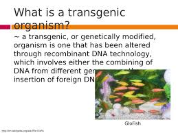 Transcript 3:13be seeing will be transgenic organisms 8:10of transgenic organism, that is we will be Sherylsplayz